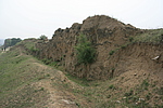 ţı